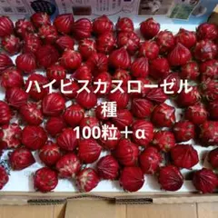 ハイビスカスローゼル　種　100粒＋α入ります!　黒い小さな種