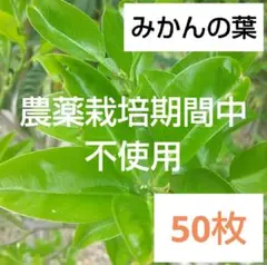 무농약 만다린 오렌지 잎 250장, 잎 50장, 호랑나비, 녹색 벌레 먹이, 만다린 오렌지 잎