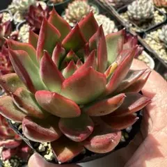 moka様 リクエスト 4点 まとめ商品