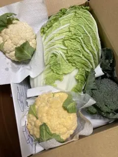 新鮮な野菜セット（白菜・ブロッコリー・カリフラワー白、オレンジ)80 ２２日収穫