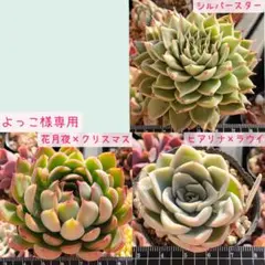 よっこ様 リクエスト 3点 まとめ商品