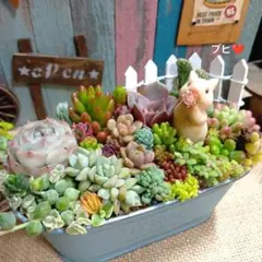 ♡そのまま飾れる♡仲良しねこちゃんのガーデン♬箱庭風多肉植物寄せ