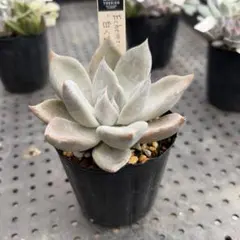 ㉜大きめ 優木園さん苗 桃くま❣️群青蓮花❣️伊弉諾❣️発根済5苗メルカリ便込 ㉜大きめ 優木園さん苗 桃くま❣️群青蓮花❣️伊弉諾❣️