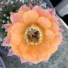 花サボテン　エキノプシス属　フェアリーオレンジ。:°ஐʚ短毛丸