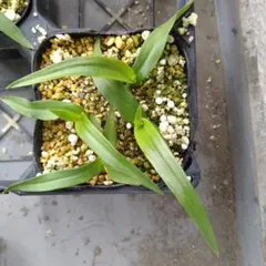 ヨッチャン様 リクエスト 3点 まとめ商品