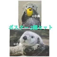 2026年最新】鳥羽水族館キラちゃんの人気アイテム - メルカリ