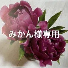 みかん様専用
