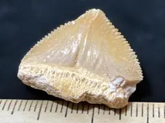 2026年最新】サメ 歯 化石 モロッコの人気アイテム - メルカリ