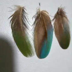 BRUNO(プロフ必読)様 専用