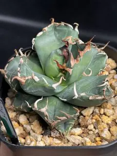 2026年最新】魔丸 アガベの人気アイテム - メルカリ