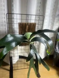 【専用】alcicorne compact (oc) 株　アルマダドワーフのサムネイル