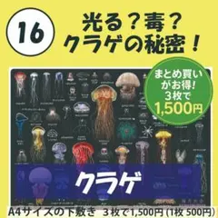 【海月出品】 2025年最新】海月大全の人気アイテム - メルカリ