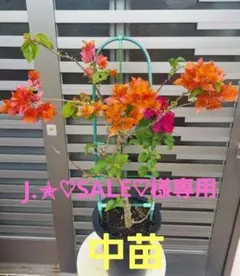 2026年最新】ブーゲンビリアの人気アイテム - メルカリ