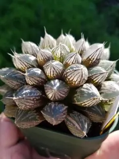 2288 ミラーボール多肉植物 ハオルチア アロエのサムネイル