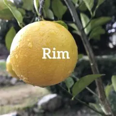 無農薬 ザクロ ざくろ 柘榴 4年生 苗木 iqmj7 植木 果樹 - メルカリ