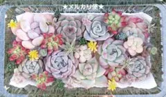 SALE‼️【メルカリ便】エケベリア セダム 多肉寄せ植え 多肉弁当