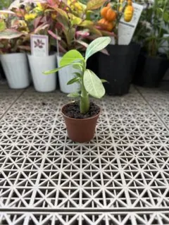 【観葉植物】実生　アデニウム・アラビカム　3