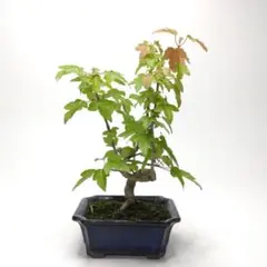 紅葉（コハウチワカエデ）盆栽 SS001 紅葉（コハウチワカエデ）盆栽 SS001 - メルカリ