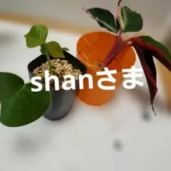 観葉植物 プセウドボンバックスエリプティクム　ストロマンテ・トリオスターのサムネイル