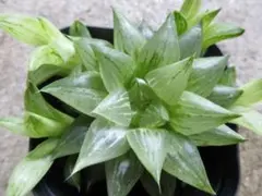 2025年最新】旧氷砂糖錦の人気アイテム - メルカリ