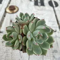 多肉植物 七福神 抜き苗① - メルカリ
