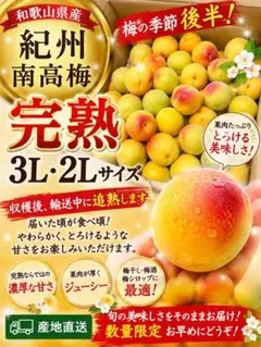 木熟‼️和歌山県産 木熟南高梅 超大玉‼️4L3Lサイズ 5kg みかんキング
