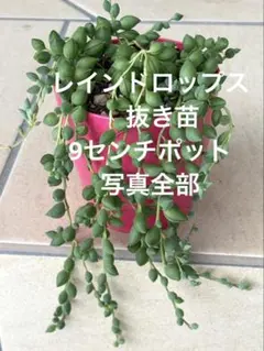 toncyan様 リクエスト 5点 まとめ商品
