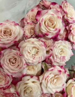 ❀ご購入前にコメントお願い致します❀ バラ 苗 切り花品種 - メルカリ