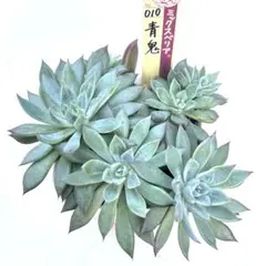 青鬼 札なし カット苗 2苗 ミックスベリア おらいさん苗 多肉植物