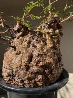 ボンバックス 特大株 横幅30cm バキバキ - メルカリ