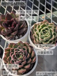 【厳選交配苗】エケベリア 3種セット