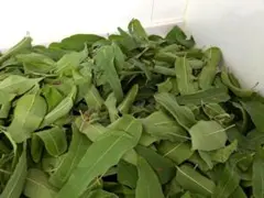 ドライ葉 レモンユーカリR7① タンス防虫 安眠効果 車やお部屋に よく香ります