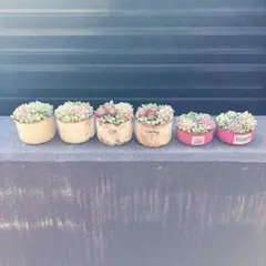 多肉植物　寄せ植え　6点セット