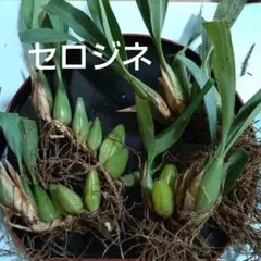洋ラン　セロジネ　4苗セット　②のサムネイル