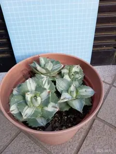 肉まんじゅう様 リクエスト 2点 まとめ商品