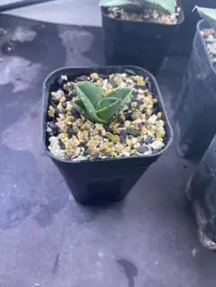 メル64168様 リクエスト 2点 まとめ商品