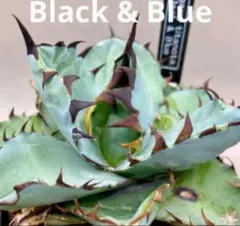 マル様 リクエスト 2点 まとめ商品