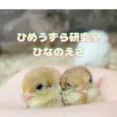 ひめうずら研究室 成鳥用配合飼料 4kg 鳥 餌 ヒメウズラ - メルカリ