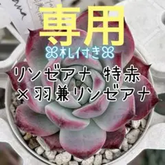 79.【札付き】中里リンゼアナ×リンゼアナ サボテン相談室 多肉植物 エケベリア 79.【札付き】中里リンゼアナ×リンゼアナ サボテン相談室 多肉植物