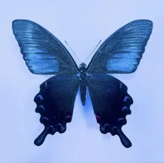 2025年最新】カラスアゲハ 標本の人気アイテム - メルカリ