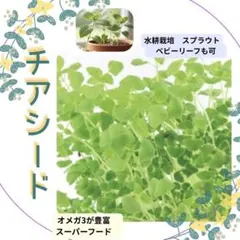 湧水の杜様 リクエスト 2点 まとめ商品