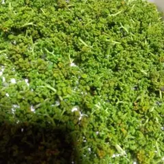 花山椒 秀品 奈良県吉野産 期間限定 冷蔵着払 100g - メルカリ