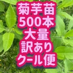 菊芋苗 500本 クール便 訳あり 大量栽培 備蓄 災害 家庭菜園 - メルカリ
