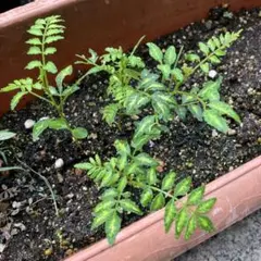 木の芽 山椒の葉 無農薬 約100枚 - メルカリ