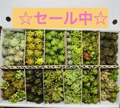Mセダム15種カット苗詰め合わせ【匿名配送】 ☆セール中