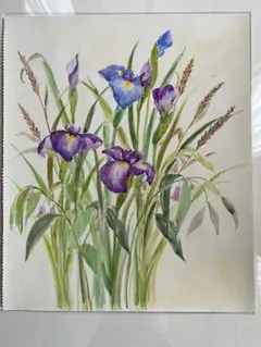菖蒲　水彩画　原画のサムネイル