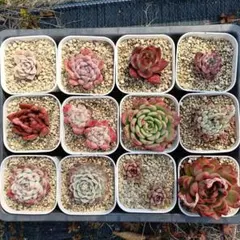 sjmr777様 リクエスト 2点 まとめ商品