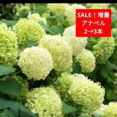 じん様 リクエスト 3点 まとめ商品