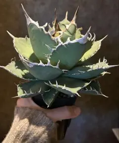 2025年最新】アガベ大株の人気アイテム - メルカリ