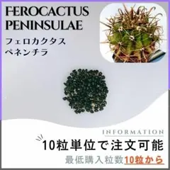 2025年最新】金冠竜の人気アイテム - メルカリ